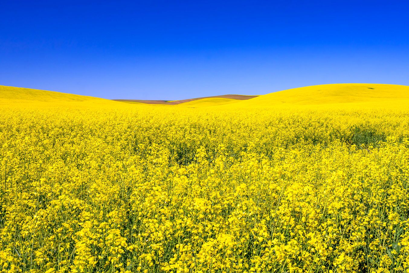 برداشت کلزا در شهرستان شوشتر